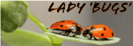 LADY ‘BUGS’: